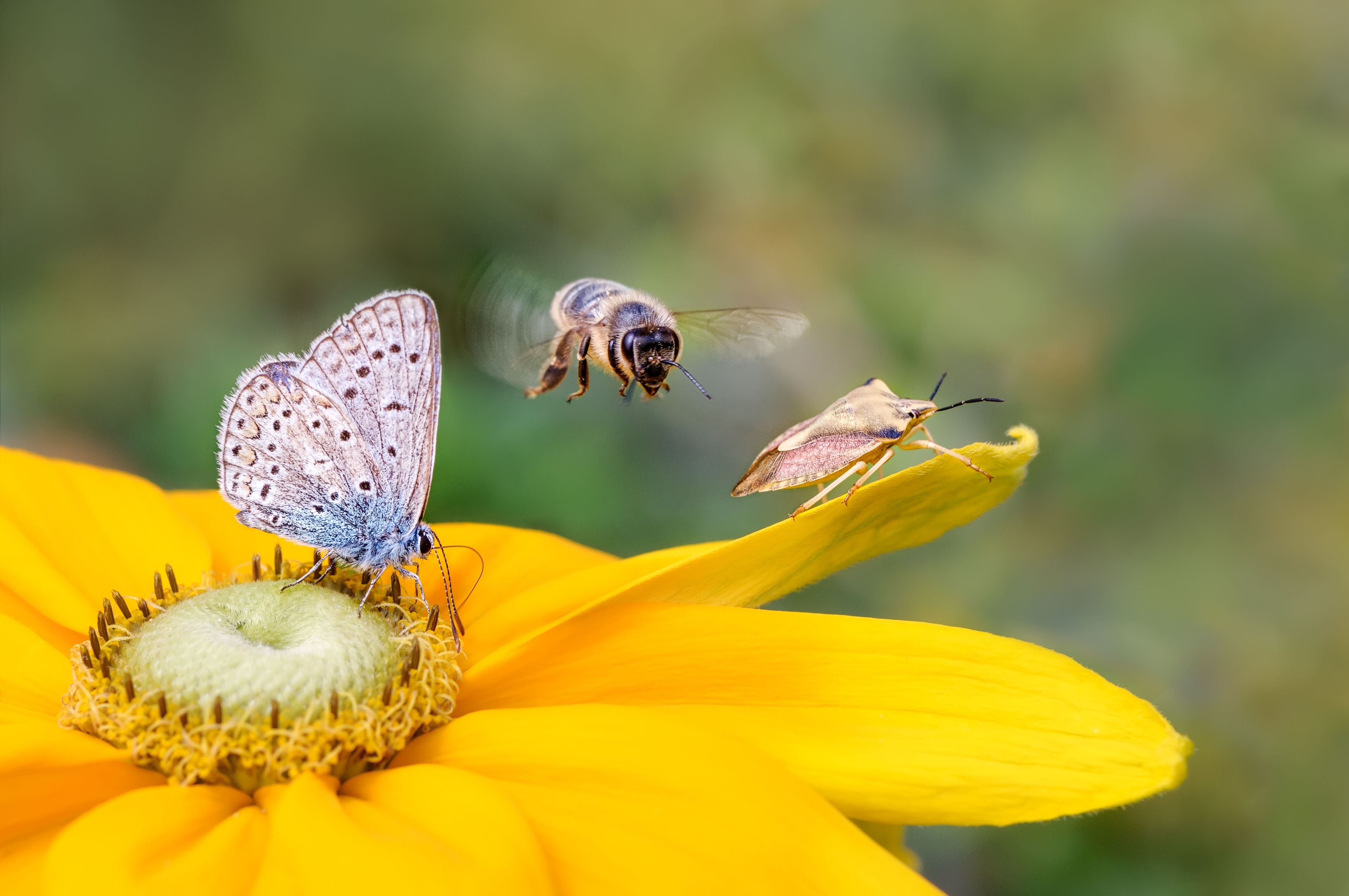 Visuel - Envoi animaux vivants