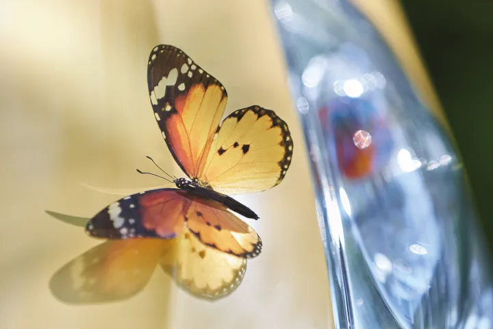Visuel - Regénérer le biodiversité